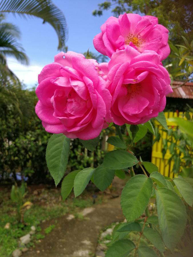 Secret Garden Hotel Cahuita Buitenkant foto